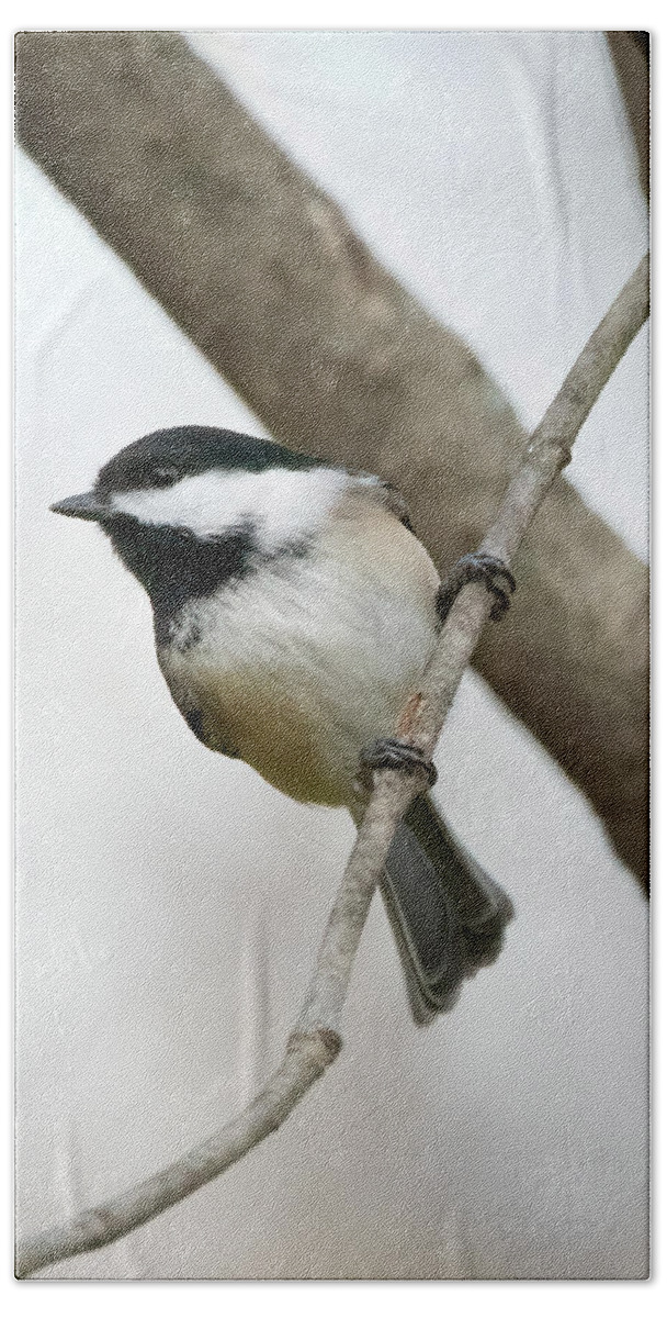 Chickadee Bath Towel featuring the photograph The Stare #2 by Ray Silva