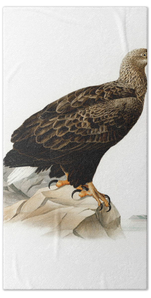 White-tailed Eagle Hand Towel featuring the drawing White-tailed eagle #1 by Von Wright brothers