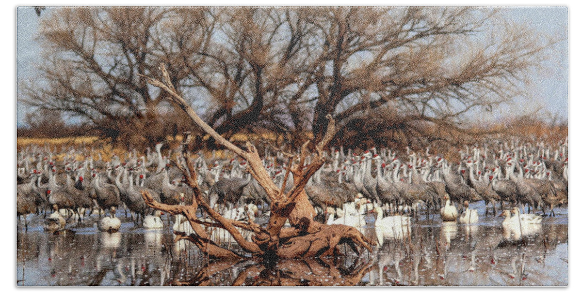 Sandhill Cranes Bath Towel featuring the photograph Whitewater Draw #1 by Robert Harris