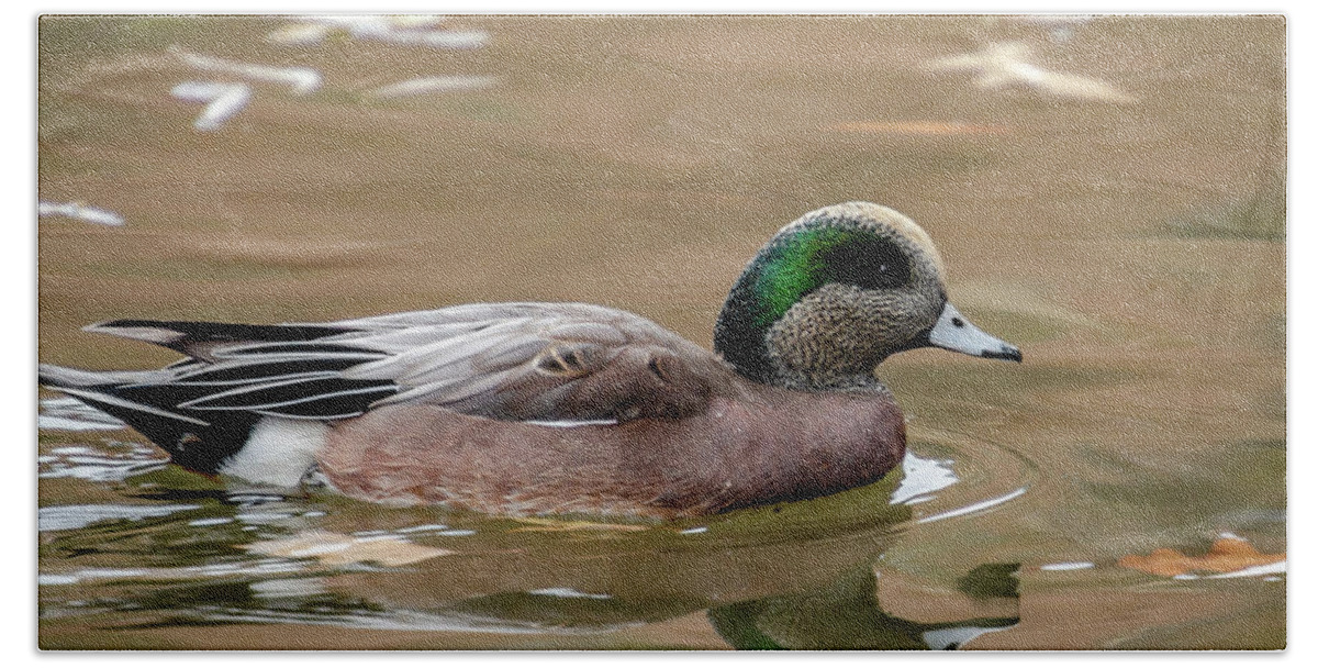 https://render.fineartamerica.com/images/rendered/default/flat/bath-towel/images/artworkimages/medium/3/1-wigeon-drake-at-cannon-hill-park-sam-judy.jpg?&targetx=0&targety=-238&imagewidth=952&imageheight=952&modelwidth=952&modelheight=476&backgroundcolor=A79F99&orientation=1&producttype=bathtowel-32-64