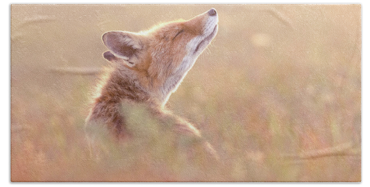 Zen Fox Hand Towel featuring the photograph Zen Fox Series - Nose Up in The Air #1 by Roeselien Raimond