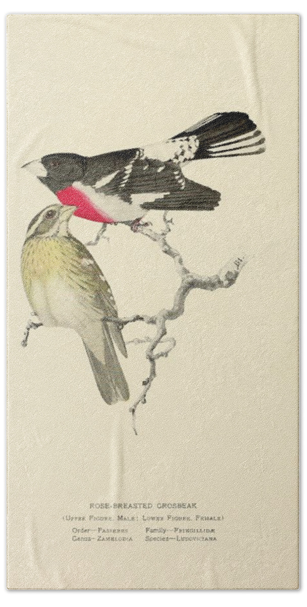 Birds Bath Towel featuring the mixed media Beautiful Vintage Bird #1023 by World Art Collective