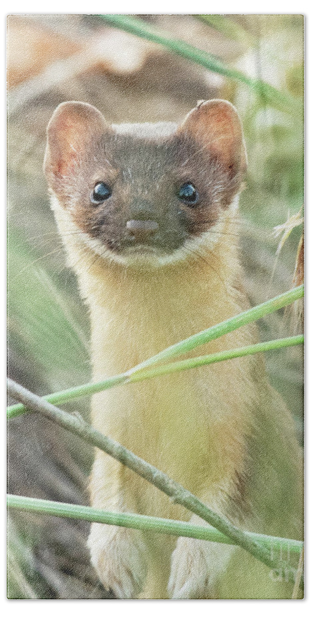 Mammal Bath Towel featuring the photograph Long-tailed Weasel #14 by Dennis Hammer