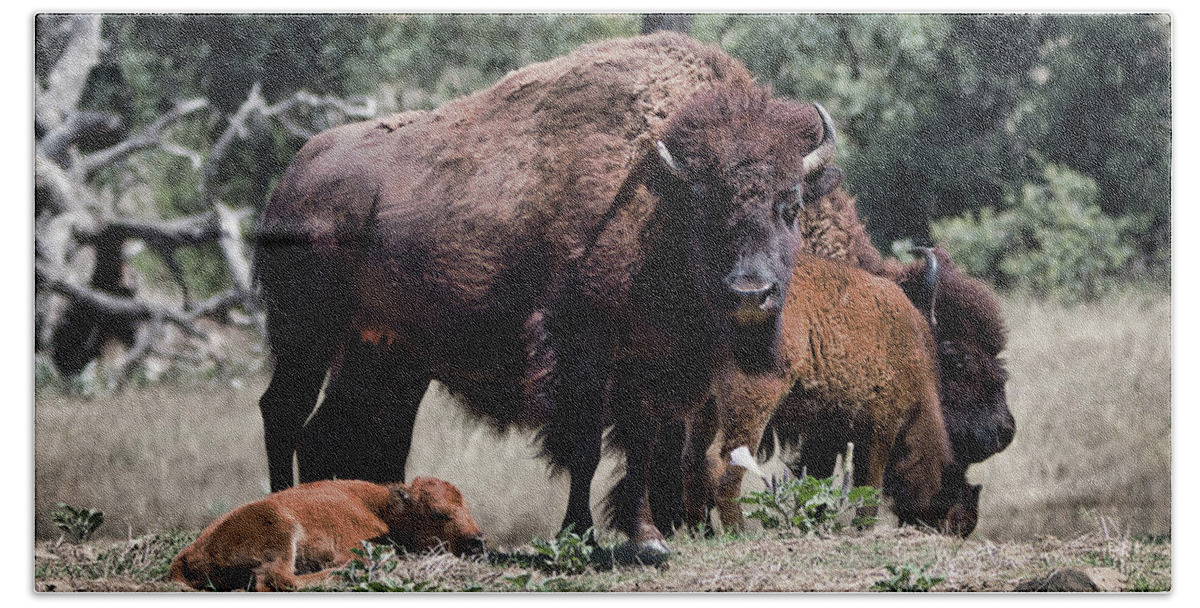 Bison Bath Towel featuring the photograph 2 And 2 by American Landscapes
