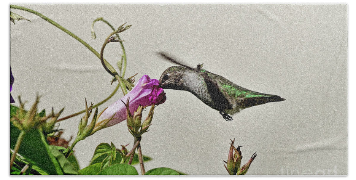 Calypte Anna Hand Towel featuring the photograph Anna's Hummingbird #2 by Amazing Action Photo Video