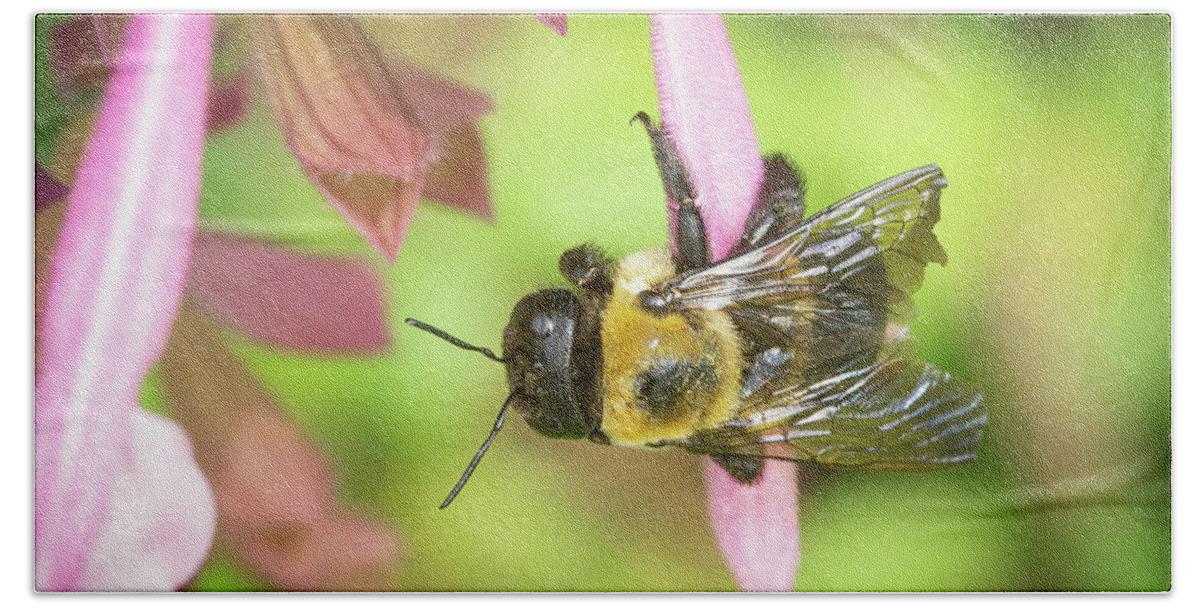 Bee Flower Macro Bath Towel featuring the photograph Bee on a Flower #3 by David Morehead