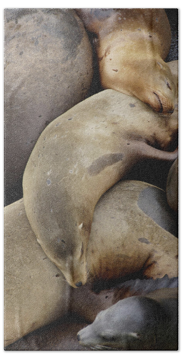 Animal Bath Towel featuring the photograph California sea lions asleep #2 by Steve Estvanik