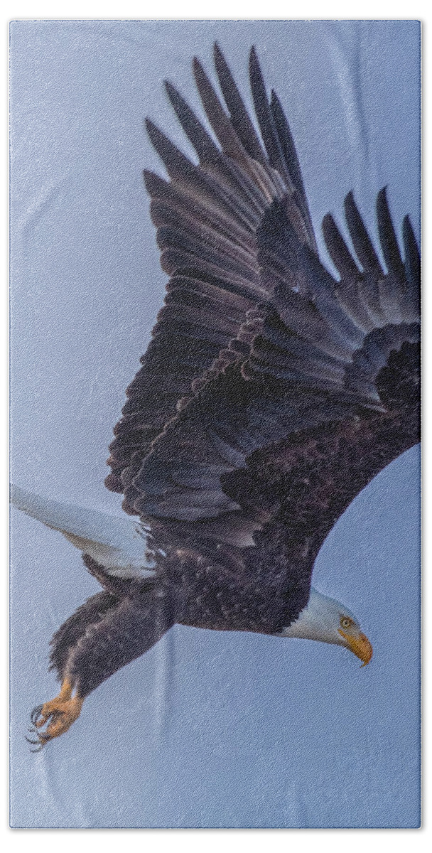 Eagle Bath Towel featuring the photograph Eagle Portrait by Randy Robbins