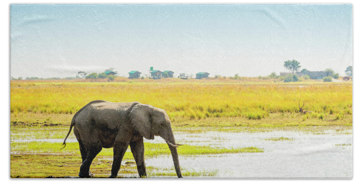 Elephant Hand Towel featuring the photograph Elephant in Chobe National Park Botswana #2 by THP Creative