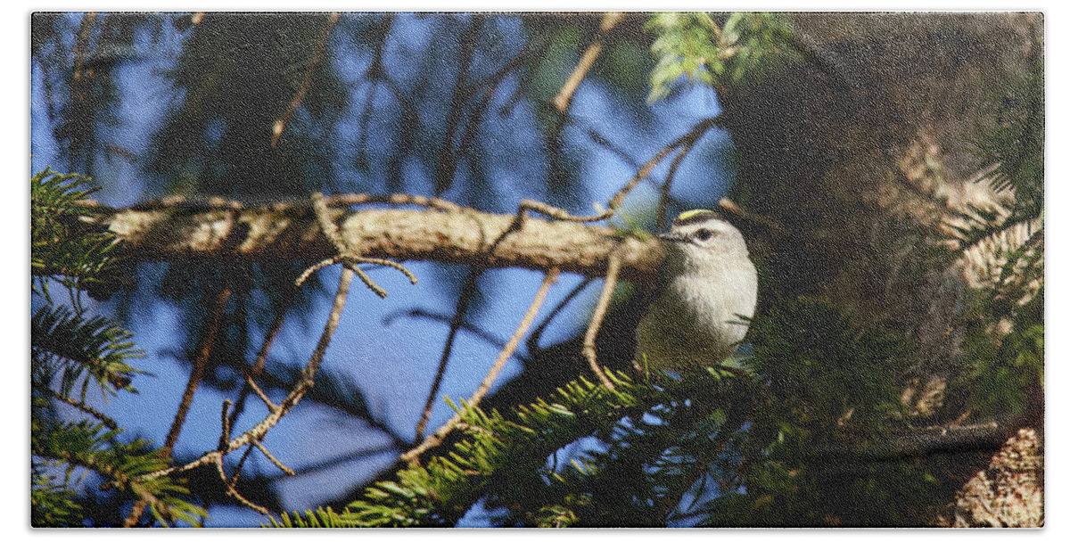 Gold Crowned Kinglet Bath Towel featuring the photograph Gold Crowned Kinglet #2 by Brook Burling