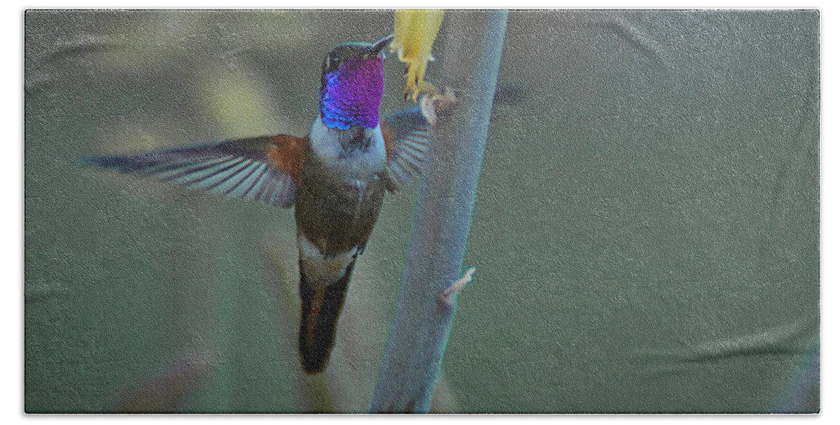 Humming Bird Bath Towel featuring the photograph Humming Bird in Flight #3 by Montez Kerr