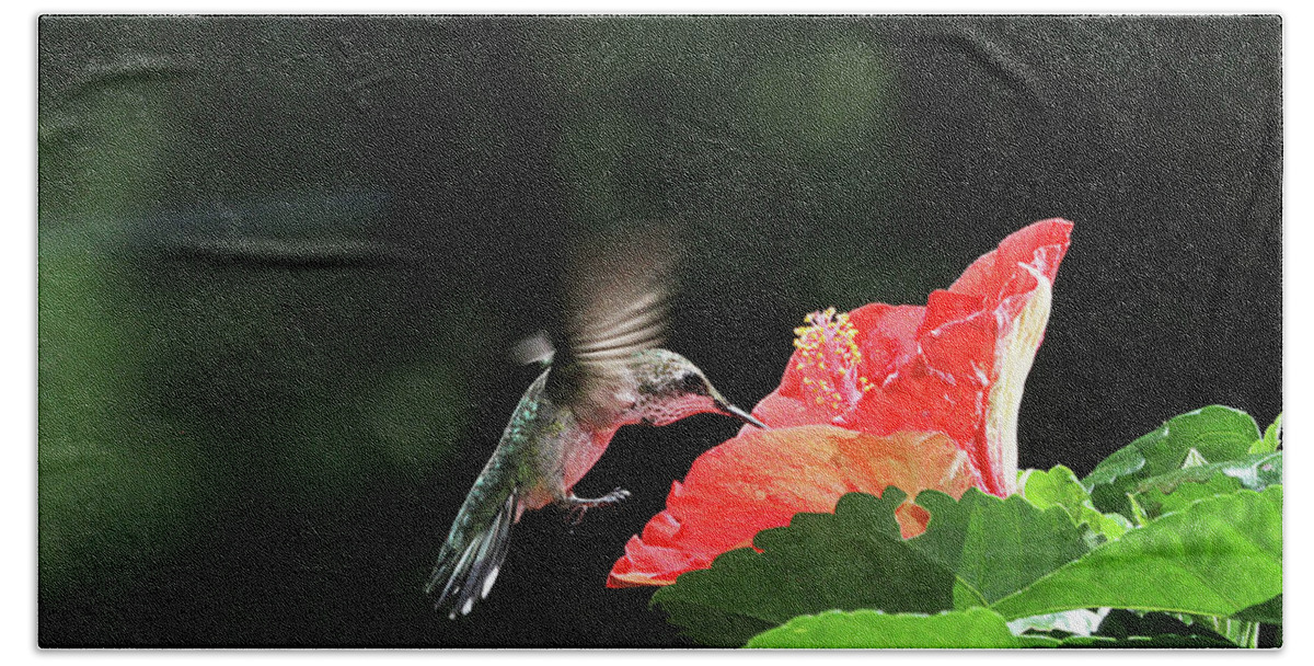  Hand Towel featuring the photograph Hummingbird on Hibiscus #2 by Robert Camp
