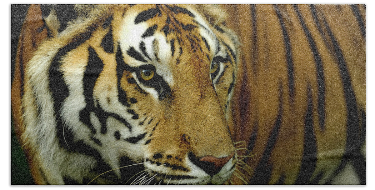 Tiger Close Up Hand Towel featuring the photograph On the prowl #2 by Keith Lovejoy