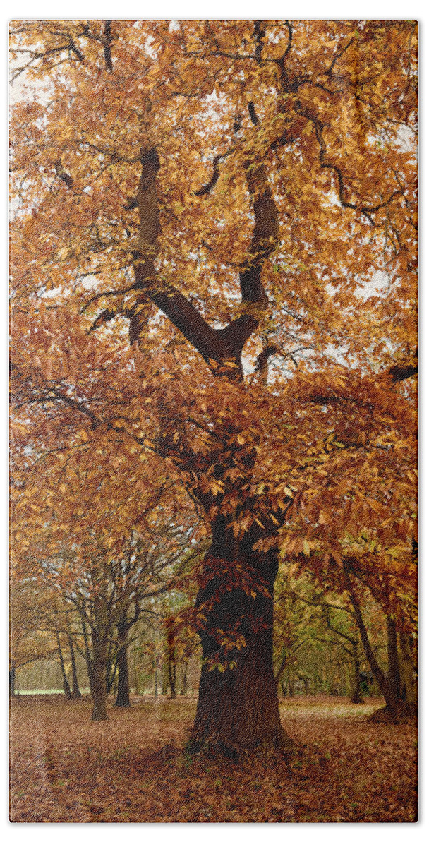 Autumn Hand Towel featuring the photograph Orange Tree #2 by Svetlana Sewell