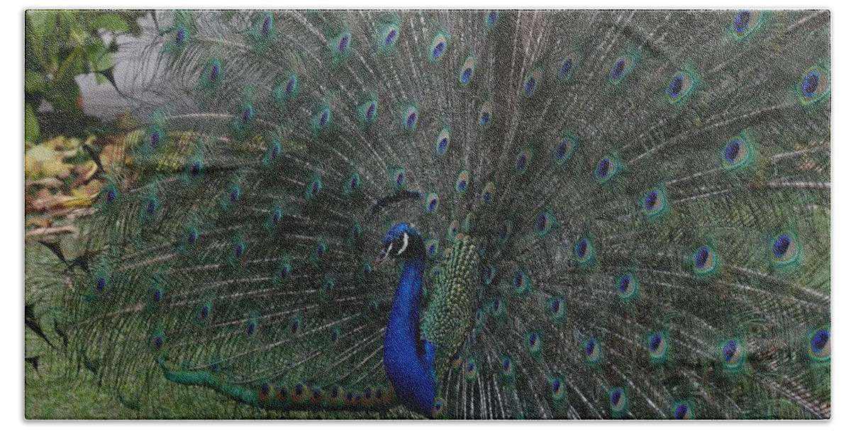 Indian Peafowl Bath Towel featuring the photograph Peacock Fanning Tail by Mingming Jiang