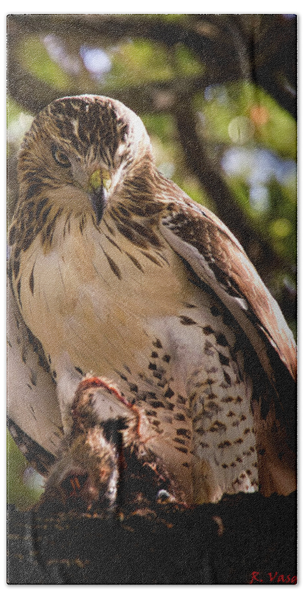 Duck Hand Towel featuring the photograph Red-Tail Hawk with Prey #2 by Rene Vasquez