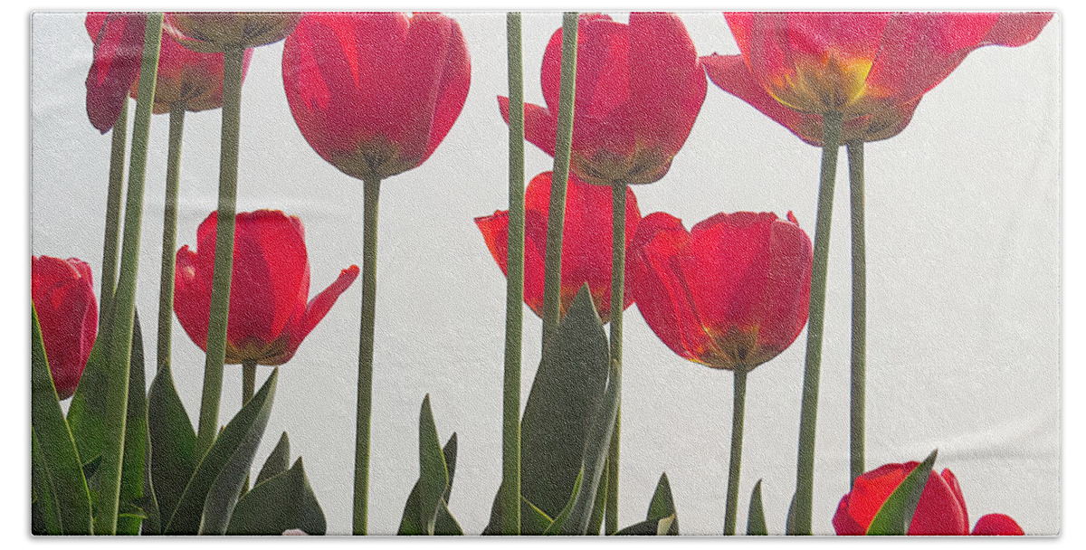 Red Hand Towel featuring the photograph Red Tulips #2 by Scott Cameron