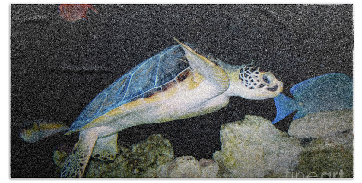 Atlantic Ridley Sea Turtle Bath Towel featuring the photograph Sea Turtle #2 by Savannah Gibbs