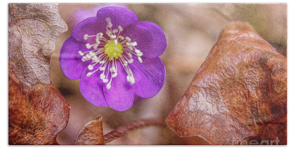 Anemone Hepatica Hand Towel featuring the photograph Spring Flower #2 by Veikko Suikkanen