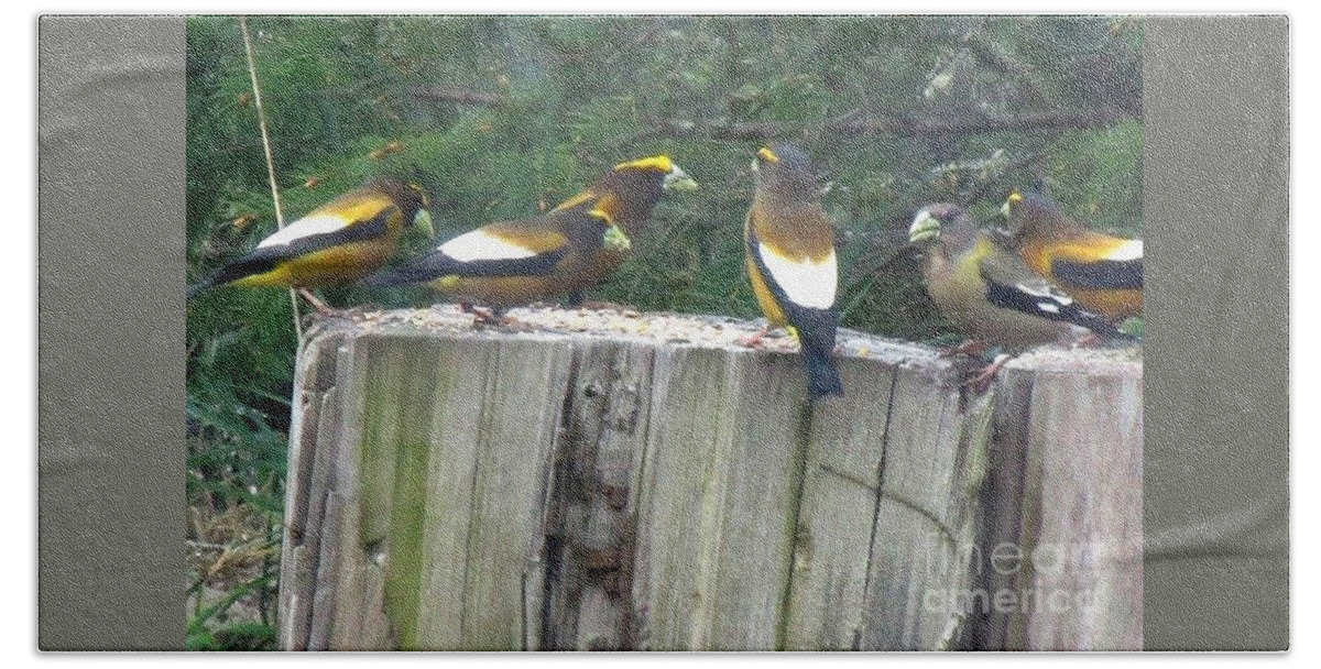 Evening Grosbeak Bath Towel featuring the photograph The group #2 by Marie Neder