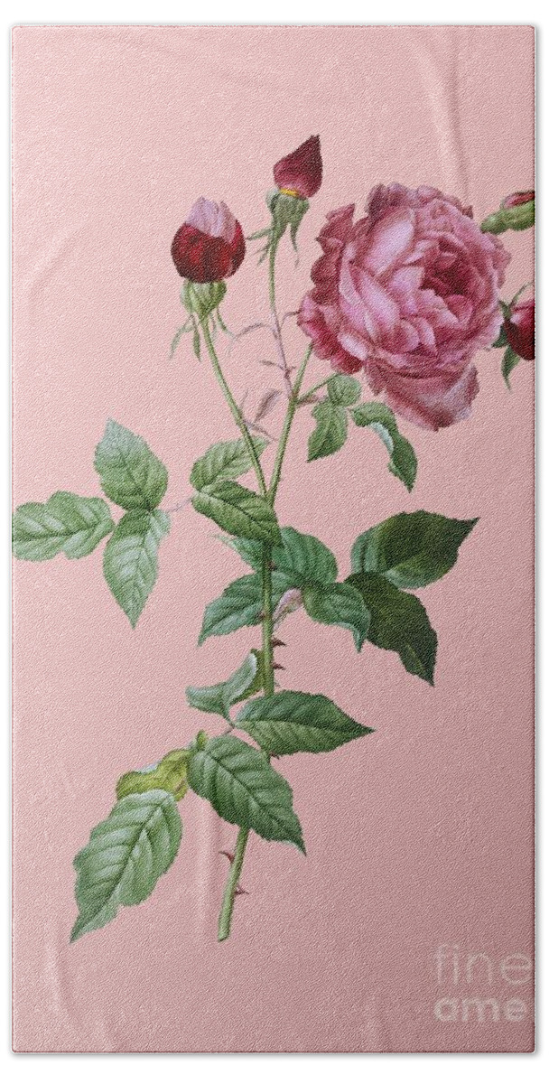 Holyrockarts Bath Towel featuring the painting Vintage Provence Rose Botanical Illustration on Pink #3 by Holy Rock Design