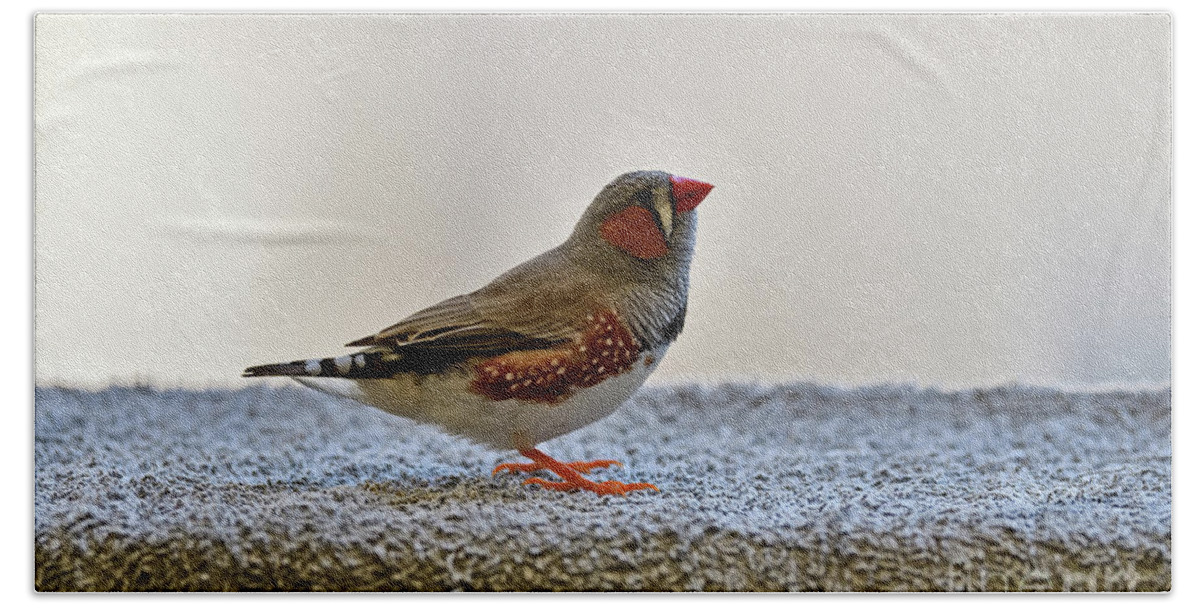 Zebra Finch Hand Towel featuring the photograph Wild Zebra Finch #2 by Amazing Action Photo Video
