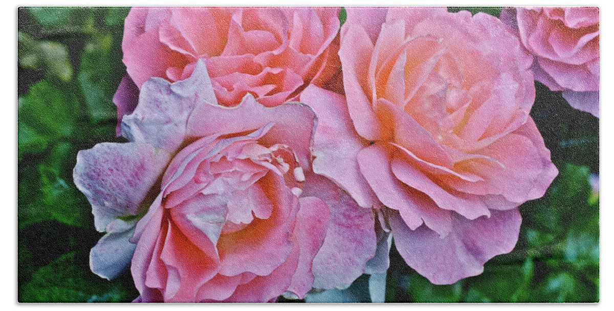 Roses Bath Towel featuring the photograph 2020 Mid June Garden Coral Roses 1 by Janis Senungetuk