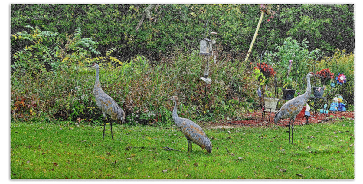 Sandhill Cranes; Birds; Backyard; Bath Towel featuring the photograph 2021 Fall Sandhill Cranes 5 by Janis Senungetuk