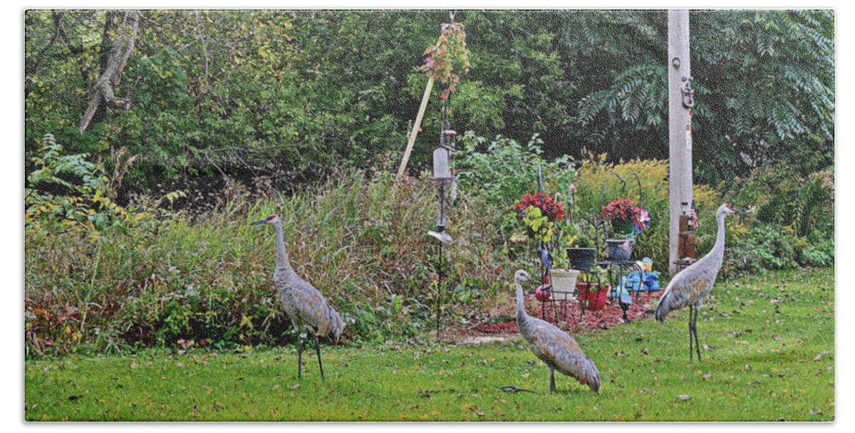 Sandhill Cranes; Birds; Backyard; Bath Towel featuring the photograph 2021 Fall Sandhill Cranes 6 by Janis Senungetuk