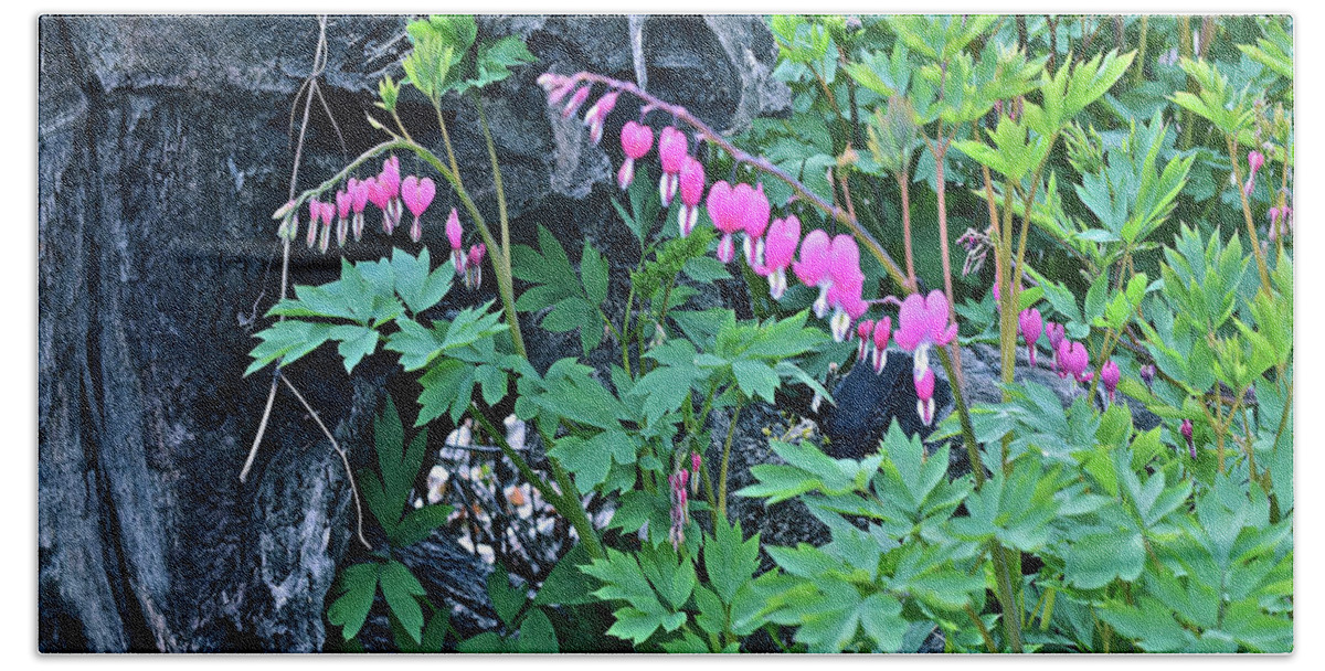 Spring Flowers Hand Towel featuring the photograph 2021Late April Bleeding Hearts 1 by Janis Senungetuk
