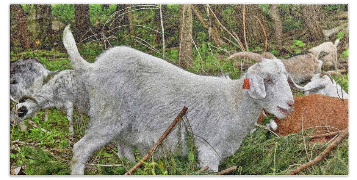 Goats Bath Towel featuring the photograph 2022 Acewood Basin Goat Maintenance Crew by Janis Senungetuk