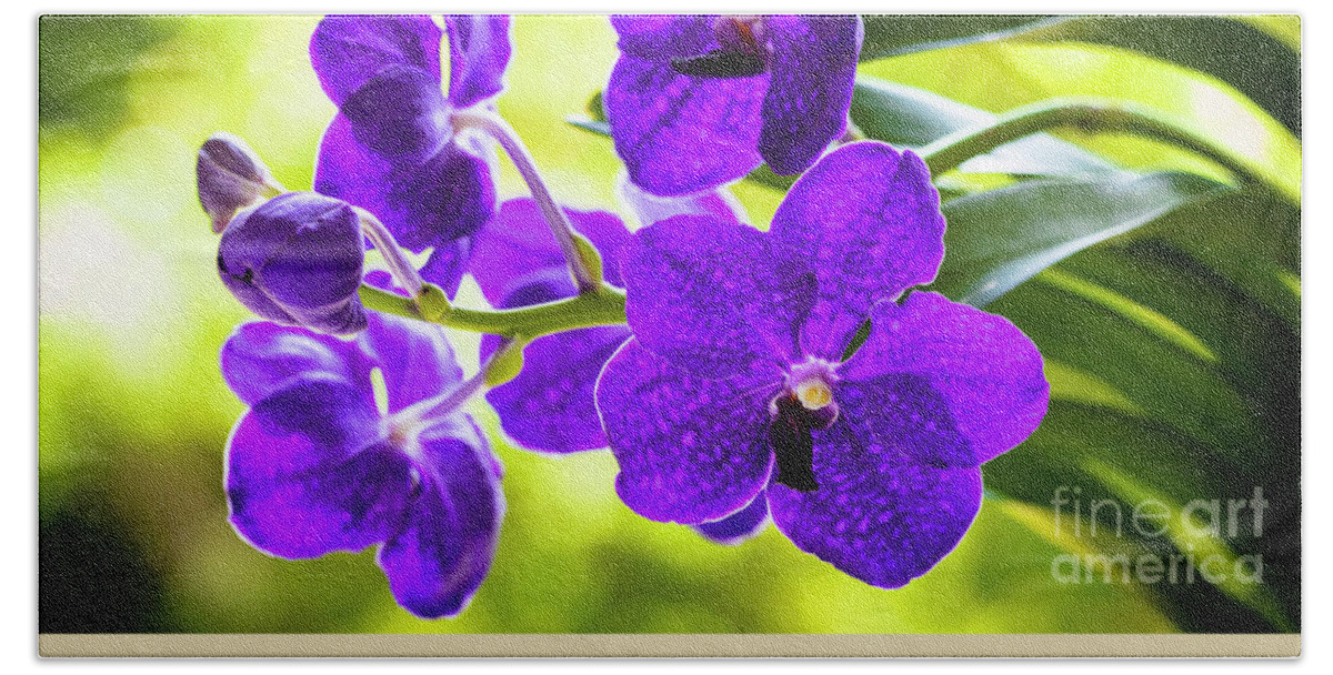 Background Bath Towel featuring the photograph Purple Orchid Flowers #23 by Raul Rodriguez
