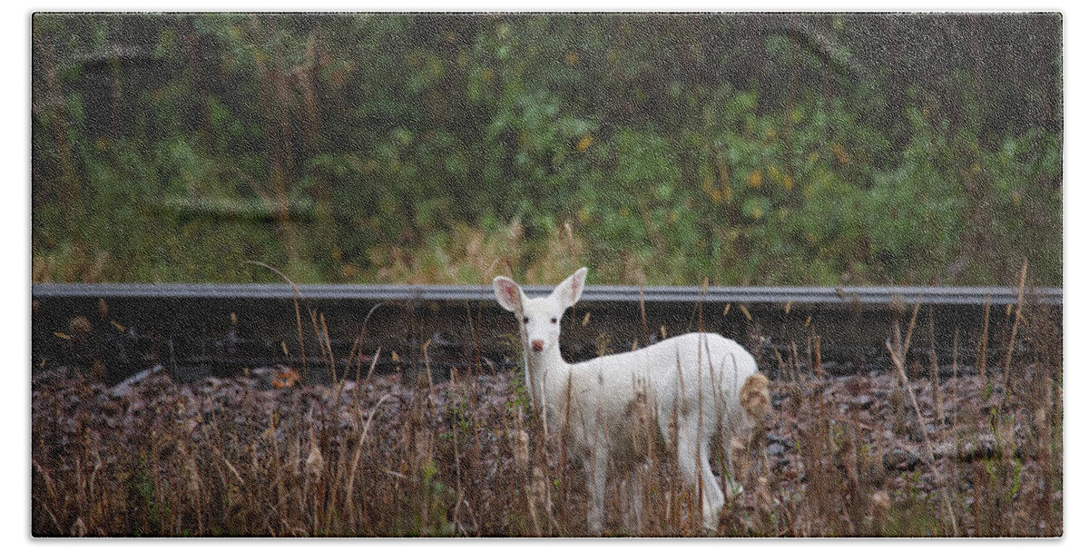 Leucistic Deer Bath Towel featuring the photograph White Deer #23 by Brook Burling