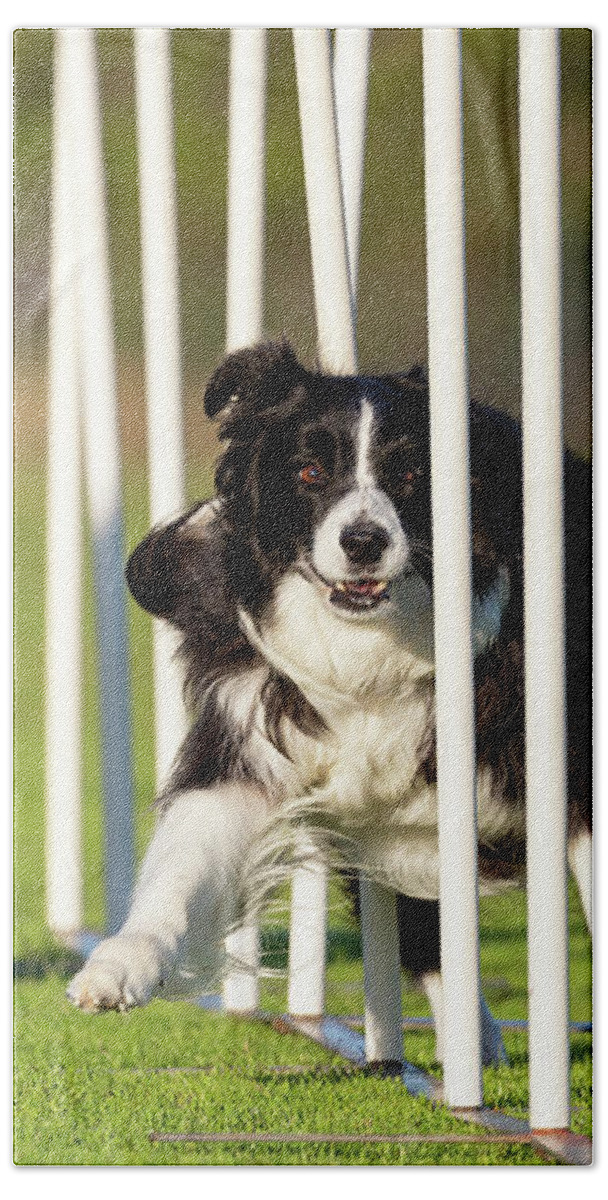Border Collie Bath Towel featuring the photograph Border Collie Weaving by Diana Andersen