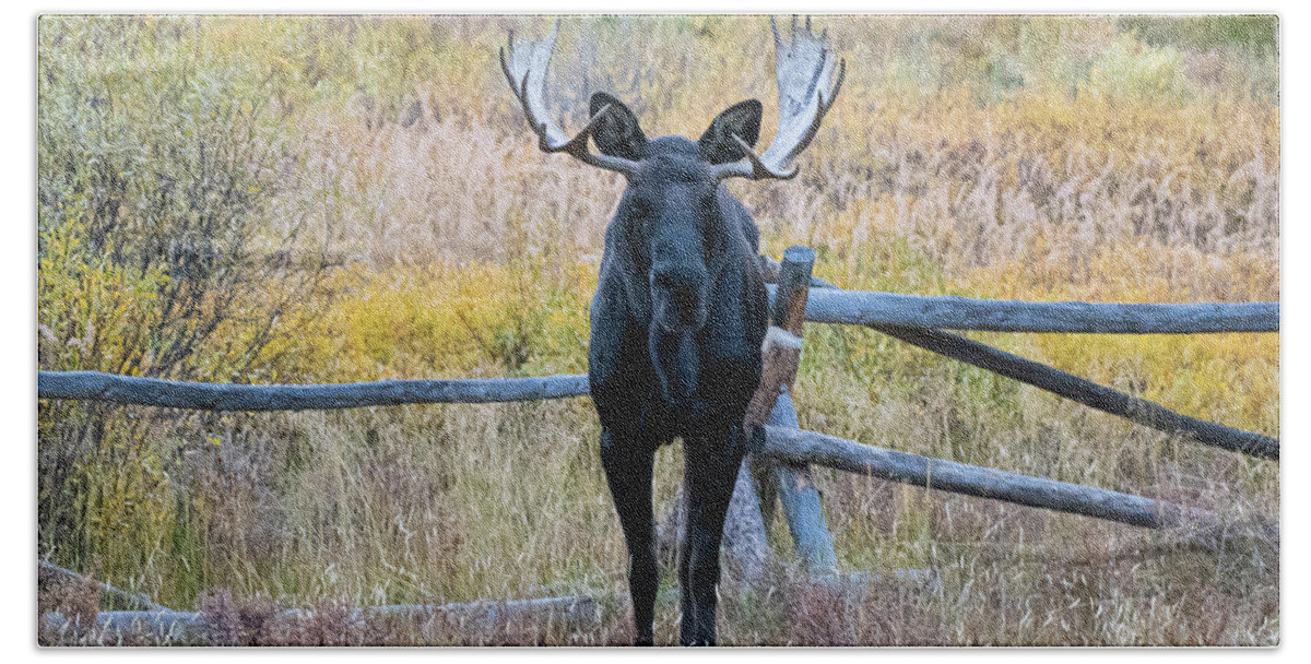 Colorado Bath Towel featuring the photograph Bull Moose #3 by Patrick Nowotny