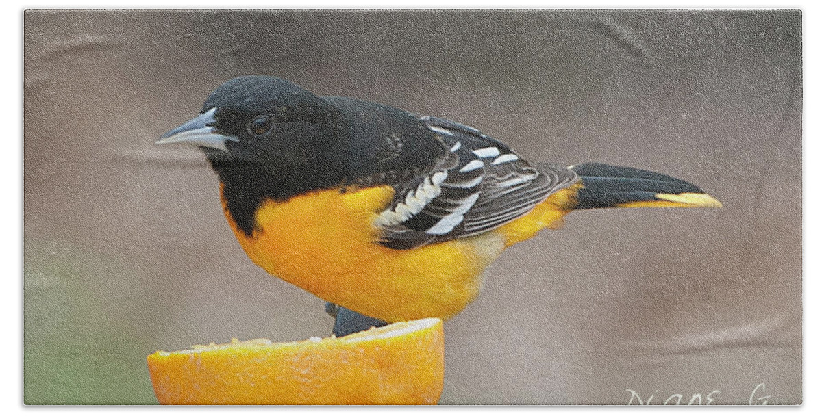 Male Baltimore Oriole Hand Towel featuring the photograph Male Baltimore Oriole #3 by Diane Giurco