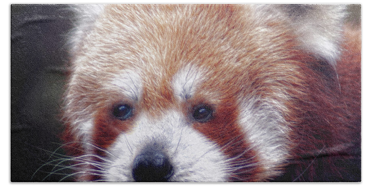 Red Bath Towel featuring the photograph Red Panda by Chris Boulton