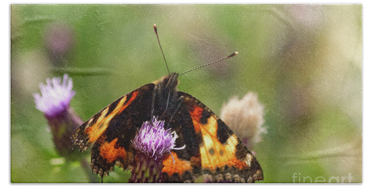 Dove Stone Reservoir Bath Towel featuring the photograph Tortoiseshell Butterfly, taken at Dove Stone Reservoir #3 by Pics By Tony