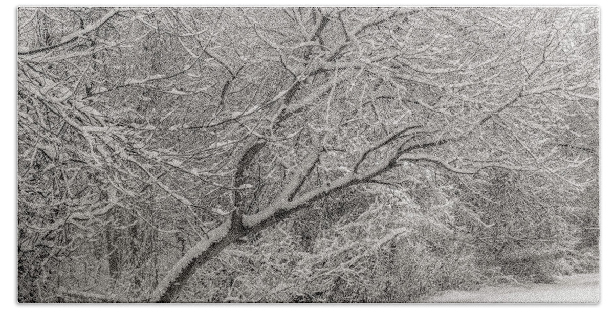 Winter Hand Towel featuring the photograph Trees in Winter's Snow #3 by Alan Goldberg