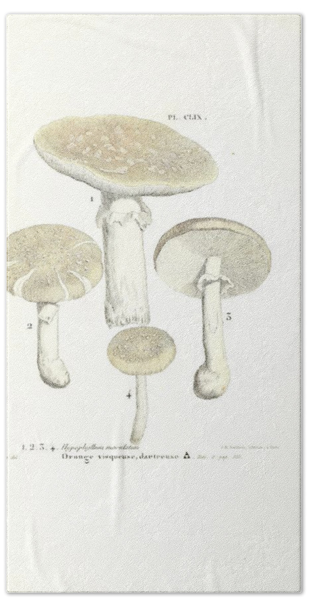 Amanita Bath Towel featuring the mixed media Vintage, Poisonous and Fly Mushroom Illustrations #3 by World Art Collective
