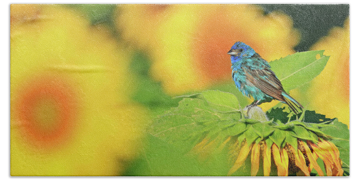 Indigo Bunting Hand Towel featuring the photograph An Indigo Bunting Perched on a Sunflower #4 by Shixing Wen