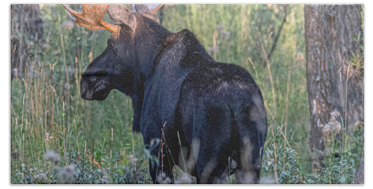 Moose Bath Towel featuring the photograph Bull moose, Wilson, WY #4 by Moris Senegor