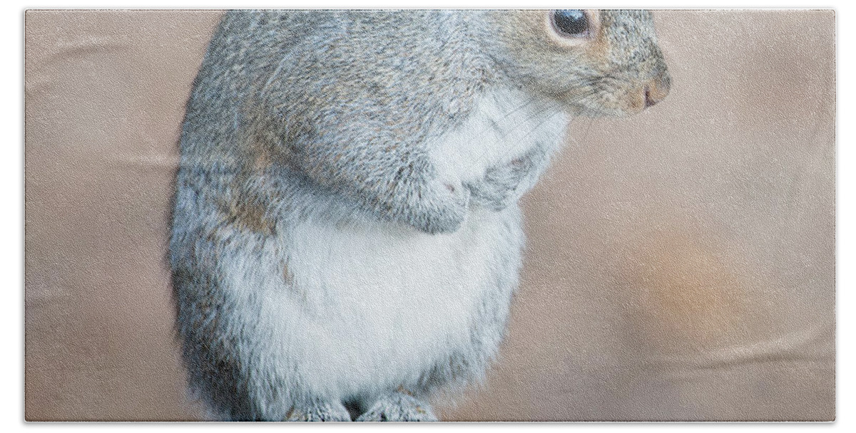 Eastern Grey Squirrel Hand Towel featuring the photograph Eastern Grey Squirrel #4 by Diane Giurco