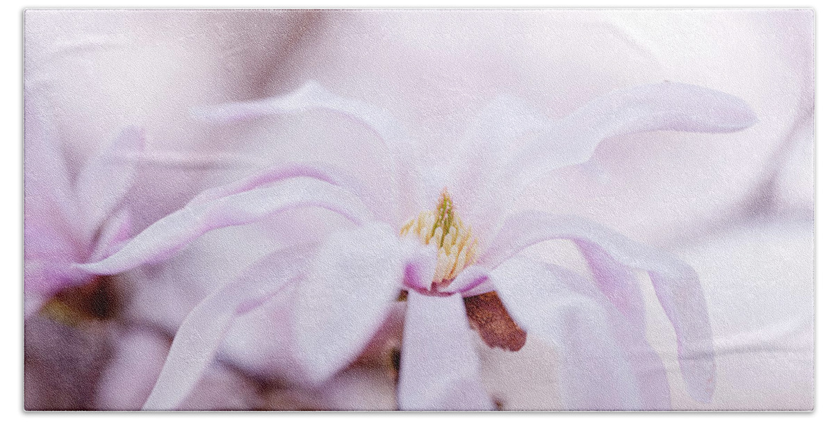 Magnolia Hand Towel featuring the photograph Magnolia #4 by Nailia Schwarz