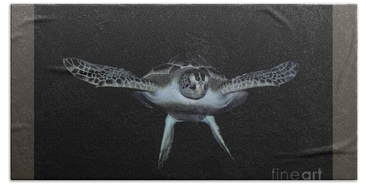 Atlantic Ridley Sea Turtle Hand Towel featuring the photograph Sea Turtle #1 by Savannah Gibbs