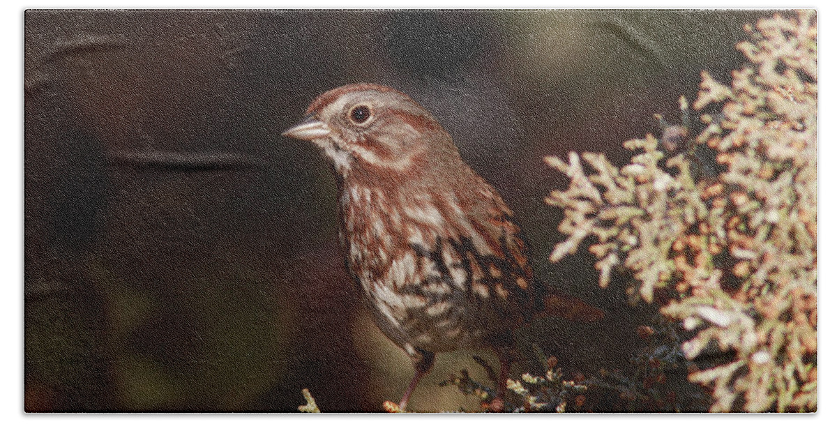 Song Sparrow Bath Towel featuring the photograph Song Sparrow #4 by Gary Wing