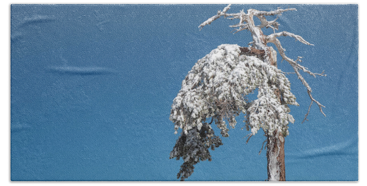 Single Tree Bath Towel featuring the photograph Winter landscape in snowy mountains. frozen snowy lonely fir trees against blue sky. by Michalakis Ppalis