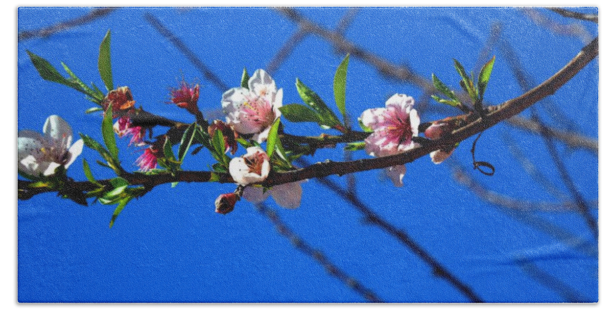Botanical Bath Towel featuring the photograph Winter Peach Blossoms #4 by Richard Thomas