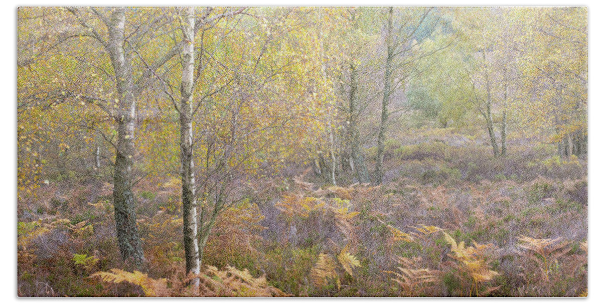 Autumn Bath Towel featuring the photograph Autumn with bilberries, bracken and silver birch trees #5 by Anita Nicholson