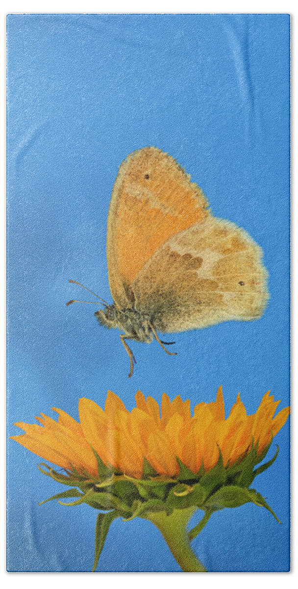 Butterfly Hand Towel featuring the photograph Ochre Ringlet Butterfly #5 by Buddy Mays